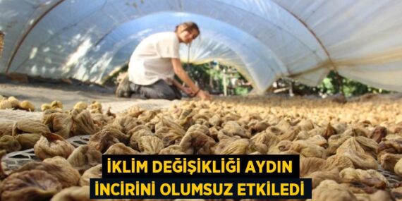 İKLİM DEĞİŞİKLİĞİ AYDIN İNCİRİNİ OLUMSUZ ETKİLEDİ
