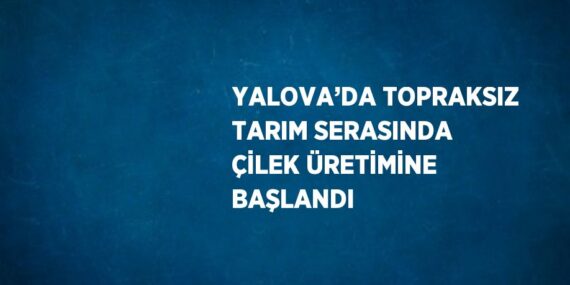 YALOVA’DA TOPRAKSIZ TARIM SERASINDA ÇİLEK ÜRETİMİNE BAŞLANDI