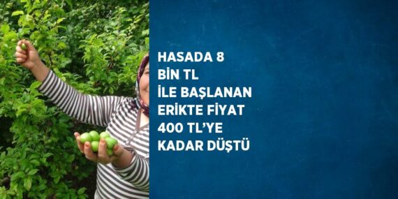 HASADA 8 BİN TL İLE BAŞLANAN ERİKTE FİYAT 400 TL’YE KADAR DÜŞTÜ