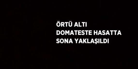ÖRTÜ ALTI DOMATESTE HASATTA SONA YAKLAŞILDI