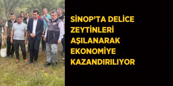 SİNOP’TA DELİCE ZEYTİNLERİ AŞILANARAK EKONOMİYE KAZANDIRILIYOR
