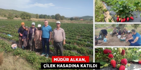 MÜDÜR ALKAN,   ÇİLEK HASADINA KATILDI