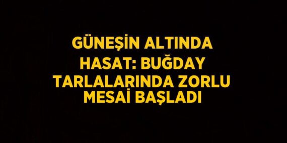 GÜNEŞİN ALTINDA HASAT: BUĞDAY TARLALARINDA ZORLU MESAİ BAŞLADI