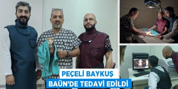 PEÇELİ BAYKUŞ  BAÜN’DE TEDAVİ EDİLDİ