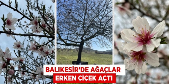 BALIKESİR’DE AĞAÇLAR  ERKEN ÇİÇEK AÇTI