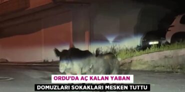 30041215223200024701tasarimli