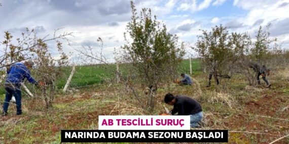 AB TESCİLLİ SURUÇ NARINDA BUDAMA SEZONU BAŞLADI