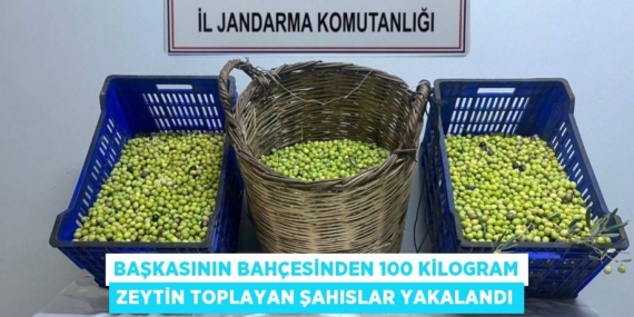BAŞKASININ BAHÇESİNDEN 100 KİLOGRAM ZEYTİN TOPLAYAN ŞAHISLAR YAKALANDI