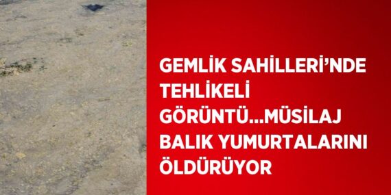 GEMLİK SAHİLLERİ’NDE TEHLİKELİ GÖRÜNTÜ…MÜSİLAJ BALIK YUMURTALARINI ÖLDÜRÜYOR