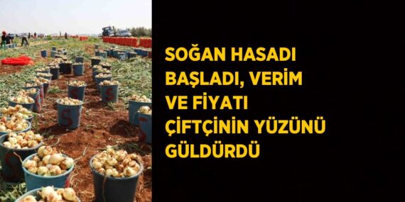 SOĞAN HASADI BAŞLADI, VERİM VE FİYATI ÇİFTÇİNİN YÜZÜNÜ GÜLDÜRDÜ
