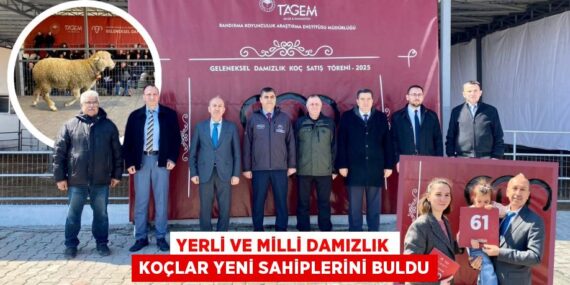 YERLİ VE MİLLİ DAMIZLIK KOÇLAR YENİ SAHİPLERİNİ BULDU