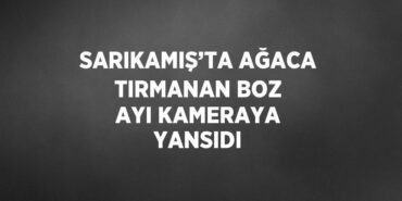 30262271512837031339tasarimli