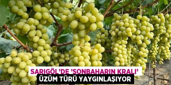SARIGÖL’DE ’SONBAHARIN KRALI’ ÜZÜM TÜRÜ YAYGINLAŞIYOR