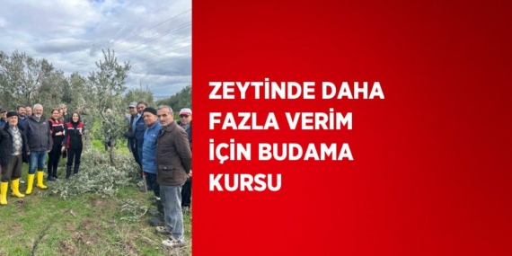 ZEYTİNDE DAHA FAZLA VERİM İÇİN BUDAMA KURSU