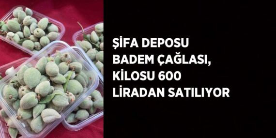 ŞİFA DEPOSU BADEM ÇAĞLASI, KİLOSU 600 LİRADAN SATILIYOR