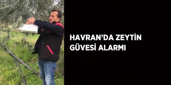 HAVRAN’DA ZEYTİN GÜVESİ ALARMI