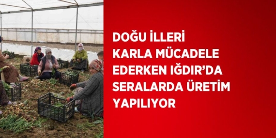 DOĞU İLLERİ KARLA MÜCADELE EDERKEN IĞDIR’DA SERALARDA ÜRETİM YAPILIYOR