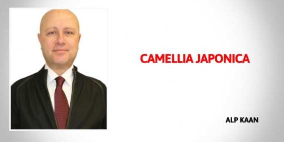 CAMELLIA JAPONICA
