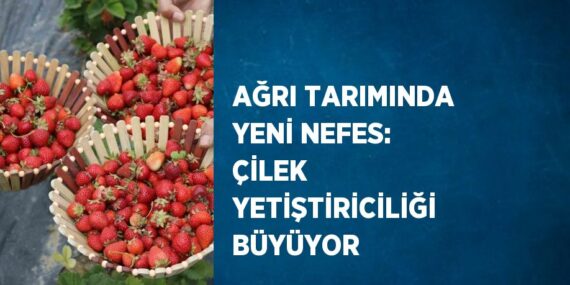 AĞRI TARIMINDA YENİ NEFES: ÇİLEK YETİŞTİRİCİLİĞİ BÜYÜYOR