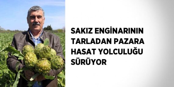 SAKIZ ENGİNARININ TARLADAN PAZARA HASAT YOLCULUĞU SÜRÜYOR
