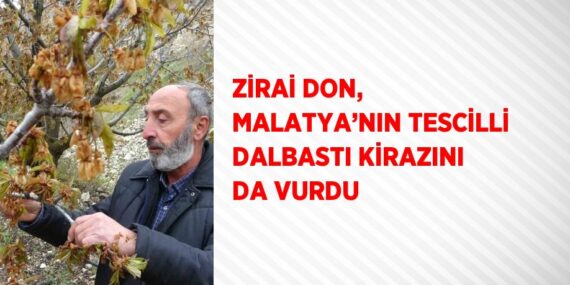 ZİRAİ DON, MALATYA’NIN TESCİLLİ DALBASTI KİRAZINI DA VURDU