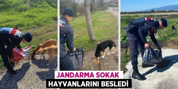 JANDARMA SOKAK HAYVANLARINI BESLEDİ