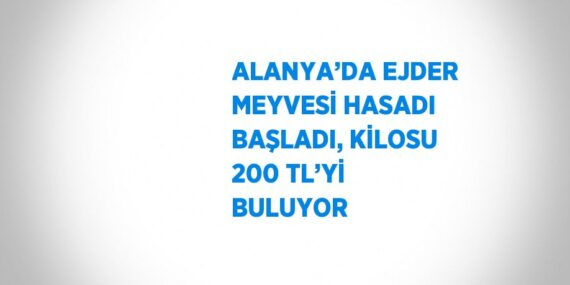 ALANYA’DA EJDER MEYVESİ HASADI BAŞLADI, KİLOSU 200 TL’Yİ BULUYOR
