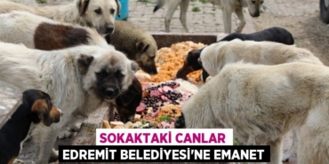 30521205702962030987tasarimli