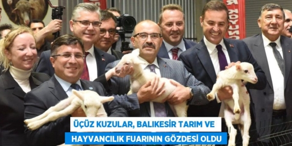 ÜÇÜZ KUZULAR, BALIKESİR TARIM VE    HAYVANCILIK FUARININ GÖZDESİ OLDU