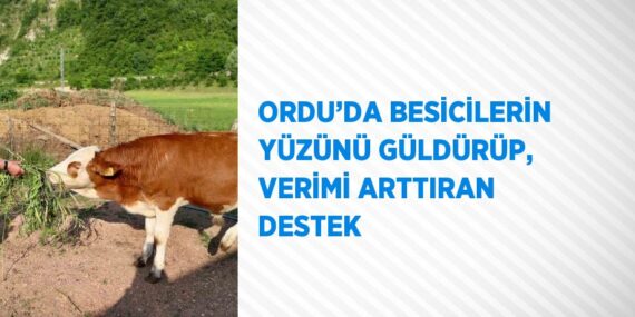 ORDU’DA BESİCİLERİN YÜZÜNÜ GÜLDÜRÜP, VERİMİ ARTTIRAN DESTEK