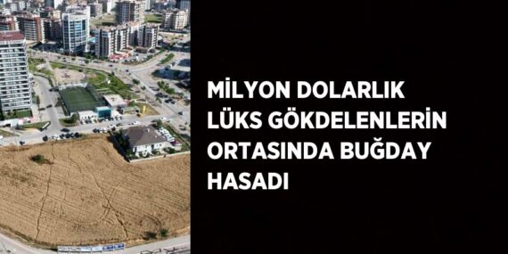 MİLYON DOLARLIK LÜKS GÖKDELENLERİN ORTASINDA BUĞDAY HASADI