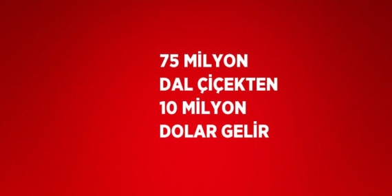 75 MİLYON DAL ÇİÇEKTEN 10 MİLYON DOLAR GELİR