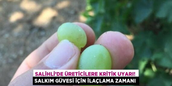 SALİHLİ’DE ÜRETİCİLERE KRİTİK UYARI! SALKIM GÜVESİ İÇİN İLAÇLAMA ZAMANI