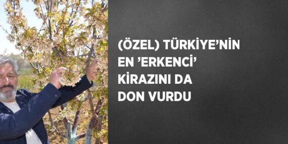 (ÖZEL) TÜRKİYE’NİN EN ’ERKENCİ’ KİRAZINI DA DON VURDU