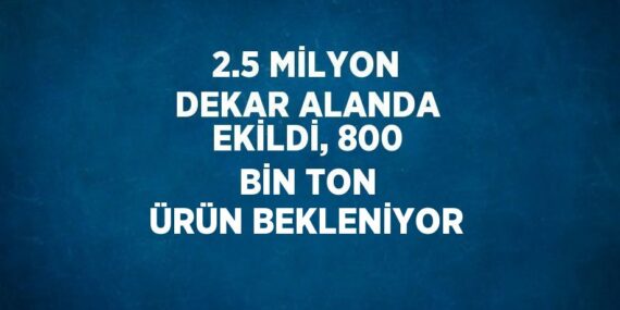 2.5 MİLYON DEKAR ALANDA EKİLDİ, 800 BİN TON ÜRÜN BEKLENİYOR