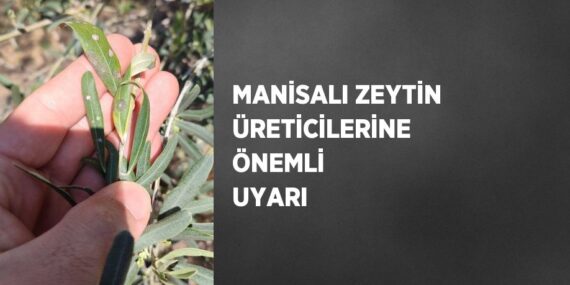 MANİSALI ZEYTİN ÜRETİCİLERİNE ÖNEMLİ UYARI
