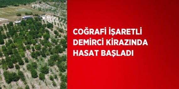 COĞRAFİ İŞARETLİ DEMİRCİ KİRAZINDA HASAT BAŞLADI