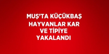30815204692947227341tasarimli