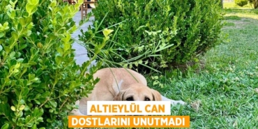 30823306512591921076tasarimli