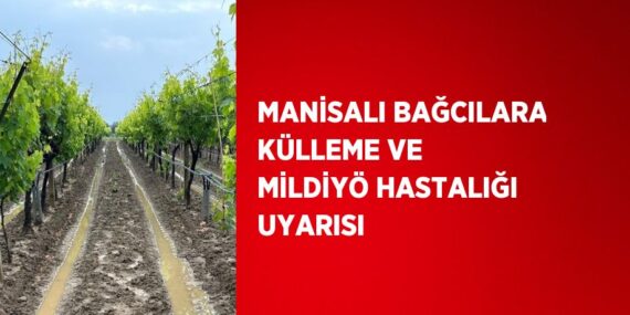 MANİSALI BAĞCILARA KÜLLEME VE MİLDİYÖ HASTALIĞI UYARISI