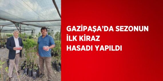 GAZİPAŞA’DA SEZONUN İLK KİRAZ HASADI YAPILDI