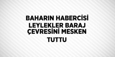30875294682218925761tasarimli