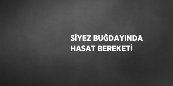 SİYEZ BUĞDAYINDA HASAT BEREKETİ