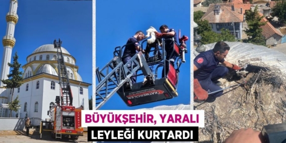 BÜYÜKŞEHİR, YARALI LEYLEĞİ KURTARDI
