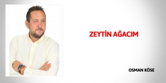 ZEYTİN AĞACIM