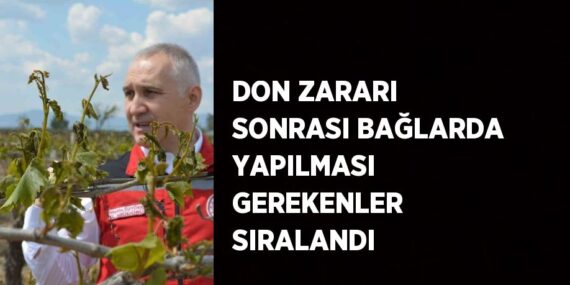 DON ZARARI SONRASI BAĞLARDA YAPILMASI GEREKENLER SIRALANDI