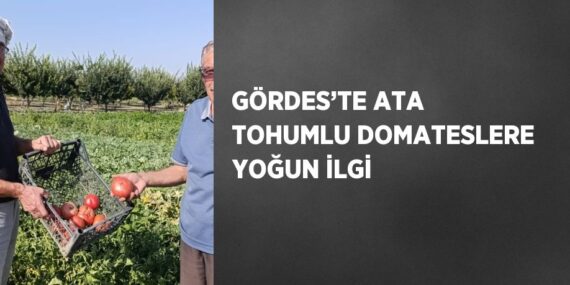 GÖRDES’TE ATA TOHUMLU DOMATESLERE YOĞUN İLGİ