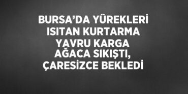 31048246583177625757tasarimli