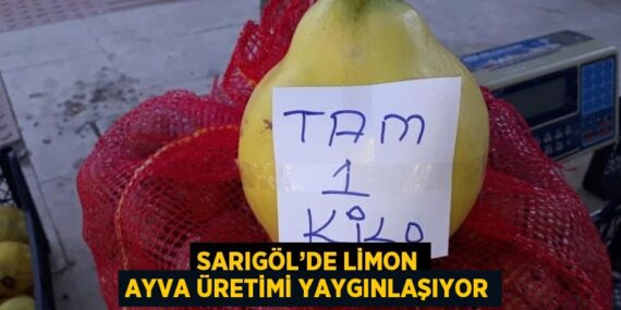 SARIGÖL’DE LİMON AYVA ÜRETİMİ YAYGINLAŞIYOR