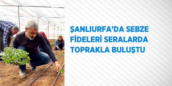 ŞANLIURFA’DA SEBZE FİDELERİ SERALARDA TOPRAKLA BULUŞTU